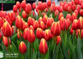 Tulipa Tarzan ® (2)